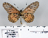  (Acraea aubyni - BC-MNHNJP0842)  @13 [ ] Copyright (2011) Dominique Bernaud Research Collection of Dominique Bernaud