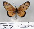  (Acraea axina - BC-MNHNJP0844)  @14 [ ] Copyright (2011) Dominique Bernaud Research Collection of Dominique Bernaud