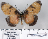  (Acraea anemosa - BC-MNHNJP0846)  @14 [ ] Copyright (2011) Dominique Bernaud Research Collection of Dominique Bernaud