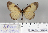  (Acraea alciopoides - BC-MNHNJP0849)  @13 [ ] Copyright (2011) Dominique Bernaud Research Collection of Dominique Bernaud