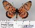  (Acraea punctellata - BC-MNHNJP0850)  @14 [ ] Copyright (2011) Dominique Bernaud Research Collection of Dominique Bernaud