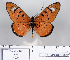  (Acraea aglaonice - BC-MNHNJP0852)  @13 [ ] Copyright (2011) Dominique Bernaud Research Collection of Dominique Bernaud