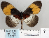  (Acraea poggei - BC-MNHNJP0859)  @14 [ ] Copyright (2011) Dominique Bernaud Research Collection of Dominique Bernaud