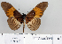  ( - BC-MNHNJP0862)  @14 [ ] Copyright (2011) Dominique Bernaud Research Collection of Dominique Bernaud