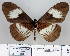  (Acraea angulata - BC-MNHNJP0865)  @15 [ ] Copyright (2011) Dominique Bernaud Research Collection of Dominique Bernaud
