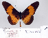  ( - BC-MNHNJP0868)  @12 [ ] Copyright (2011) Dominique Bernaud Research Collection of Dominique Bernaud