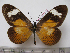  (Acraea jodutta - BC-MNHNJP0951)  @11 [ ] Copyright (2010) Jacques Pierre Museum National d`Histoire Naturelle, Paris