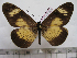  (Acraea esebria - BC-MNHNJP0954)  @14 [ ] Copyright (2010) Jacques Pierre Museum National d`Histoire Naturelle, Paris
