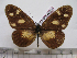  (Acraea lycoa - BC-MNHNJP0958)  @14 [ ] Copyright (2010) Jacques Pierre Museum National d`Histoire Naturelle, Paris