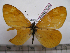  (Acraea ansorgei - BC-MNHNJP0965)  @14 [ ] Copyright (2010) Jacques Pierre Museum National d`Histoire Naturelle, Paris