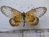  (Acraea obeira - BC-MNHNJP0972)  @11 [ ] Copyright (2010) Jacques Pierre Museum National d`Histoire Naturelle, Paris