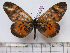  (Acraea pharsalus - BC-MNHNJP0986)  @13 [ ] Copyright (2010) Jacques Pierre Museum National d`Histoire Naturelle, Paris