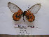  (Acraea lia - BC-MNHNJP1098)  @12 [ ] Copyright (2010) Jacques Pierre Museum National d`Histoire Naturelle, Paris