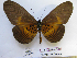  ( - BC-MNHNJP1099)  @14 [ ] Copyright (2010) Jacques Pierre Museum National d`Histoire Naturelle, Paris