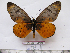  (Acraea pseudegina - BC-MNHNJP1101)  @12 [ ] Copyright (2010) Jacques Pierre Museum National d`Histoire Naturelle, Paris
