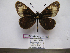  (Acraea mirifica - BC-MNHNJP1113)  @12 [ ] Copyright (2010) Jacques Pierre Museum National d`Histoire Naturelle, Paris