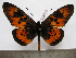 (Acraea egina - BC-MNHNJP1117)  @11 [ ] Copyright (2010) Jacques Pierre Museum National d`Histoire Naturelle, Paris