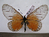  (Acraea unimaculata - BC-MNHNJP1126)  @14 [ ] Copyright (2010) Jacques Pierre Museum National d`Histoire Naturelle, Paris