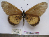  (Acraea camaena - BC-MNHNJP1131)  @11 [ ] Copyright (2010) Jacques Pierre Museum National d`Histoire Naturelle, Paris