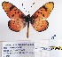  (Acraea barberi - BC-MNHNJP1140)  @11 [ ] CreativeCommons - Attribution (2015) Dominique Bernaud Muséum national d'Histoire Naturelle, Paris
