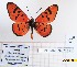  (Acraea mansya - BC-MNHNJP1142)  @11 [ ] CreativeCommons - Attribution (2015) Dominique Bernaud Muséum national d'Histoire Naturelle, Paris