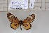  (Acraea wigginsi - BC-MNHNJP1149)  @11 [ ] CreativeCommons - Attribution (2015) Dominique Bernaud Muséum national d'Histoire Naturelle, Paris