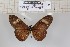  (Acraea epiprotea - BC-MNHNJP1154)  @13 [ ] CreativeCommons - Attribution (2015) Dominique Bernaud Muséum national d'Histoire Naturelle, Paris