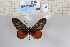  (Acraea grosvenori - BC-MNHNJP1162)  @14 [ ] CreativeCommons - Attribution (2015) Dominique Bernaud Muséum national d'Histoire Naturelle, Paris