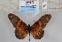 (Acraea alcinoe - BC-MNHNJP1163)  @14 [ ] CreativeCommons - Attribution (2015) Dominique Bernaud Muséum national d'Histoire Naturelle, Paris