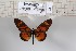  (Acraea buschbecki - BC-MNHNJP1171)  @14 [ ] CreativeCommons - Attribution (2015) Dominique Bernaud Muséum national d'Histoire Naturelle, Paris