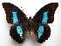  ( - BC-MNHNJP1191)  @11 [ ] CreativeCommons - Attribution (2015) CreativeCommons Muséum national d'Histoire Naturelle, Paris