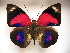  ( - BC-MNHNJP1193)  @11 [ ] CreativeCommons - Attribution (2015) CreativeCommons Muséum national d'Histoire Naturelle, Paris