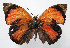  ( - BC-MNHNJP1202)  @11 [ ] CreativeCommons - Attribution (2015) CreativeCommons Muséum national d'Histoire Naturelle, Paris