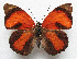  ( - BC-MNHNJP1204)  @11 [ ] CreativeCommons - Attribution (2015) CreativeCommons Muséum national d'Histoire Naturelle, Paris