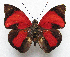  ( - BC-MNHNJP1205)  @11 [ ] CreativeCommons - Attribution (2015) CreativeCommons Muséum national d'Histoire Naturelle, Paris