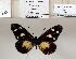  (Acraea lycoa kenia - BC-MNHNJP1326)  @11 [ ] Copyright (2022) Dominique BERNAUD Museum national d'Histoire naturelle