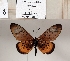 ( - BC-MNHNJP1328)  @11 [ ] Copyright (2022) Dominique BERNAUD Museum national d'Histoire naturelle