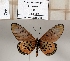  ( - BC-MNHNJP1328)  @11 [ ] Copyright (2022) Dominique BERNAUD Museum national d'Histoire naturelle