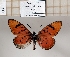  (Acraea trimeni - BC-MNHNJP1331)  @11 [ ] Copyright (2022) Dominique BERNAUD Museum national d'Histoire naturelle
