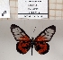  (Acraea masamba - BC-MNHNJP1334)  @11 [ ] Copyright (2022) Dominique BERNAUD Museum national d'Histoire naturelle