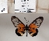  (Acraea silia - BC-MNHNJP1335)  @11 [ ] Copyright (2022) Dominique BERNAUD Museum national d'Histoire naturelle