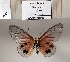  ( - BC-MNHNJP1339)  @11 [ ] Copyright (2022) Dominique BERNAUD Museum national d'Histoire naturelle