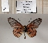 ( - BC-MNHNJP1343)  @11 [ ] Copyright (2022) Dominique BERNAUD Museum national d'Histoire naturelle