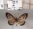  (Acraea zitja - BC-MNHNJP1346)  @11 [ ] Copyright (2022) Dominique BERNAUD Museum national d'Histoire naturelle