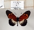  ( - BC-MNHNJP1356)  @11 [ ] Copyright (2022) Dominique BERNAUD Museum national d'Histoire naturelle