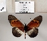  ( - BC-MNHNJP1356)  @11 [ ] Copyright (2022) Dominique BERNAUD Museum national d'Histoire naturelle