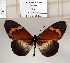  ( - BC-MNHNJP1357)  @11 [ ] Copyright (2022) Dominique BERNAUD Museum national d'Histoire naturelle