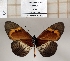  ( - BC-MNHNJP1357)  @11 [ ] Copyright (2022) Dominique BERNAUD Museum national d'Histoire naturelle