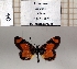  (Acraea uvui - BC-MNHNJP1358)  @11 [ ] Copyright (2022) Dominique BERNAUD Museum national d'Histoire naturelle