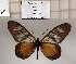  ( - BC-MNHNJP1362)  @11 [ ] Copyright (2022) Dominique BERNAUD Museum national d'Histoire naturelle